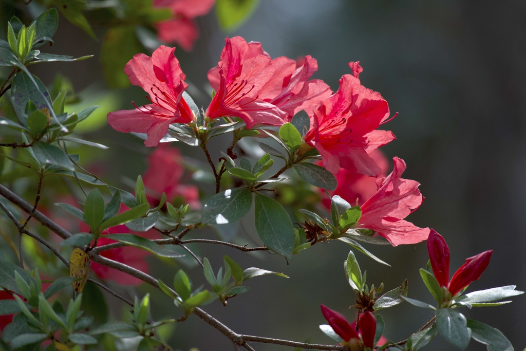 Funnel-shaped red flowers and small glossy green leaves