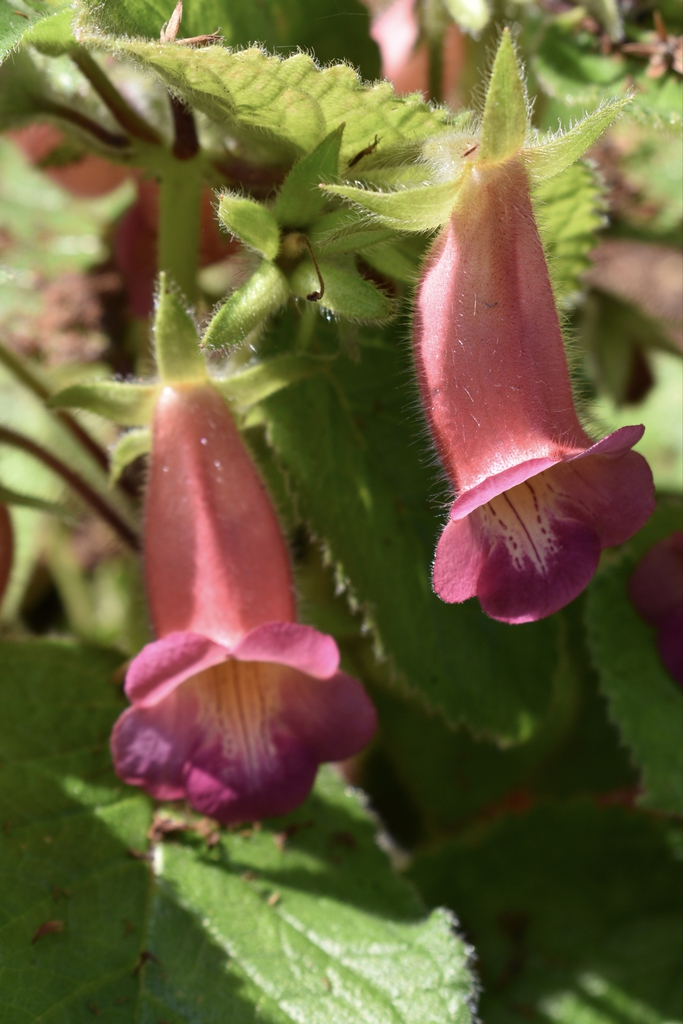 Pink Pockets - Flowers - Wake Co., NC