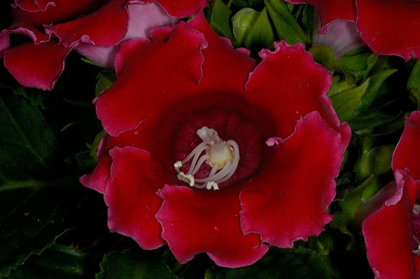  Sinningia speciosa