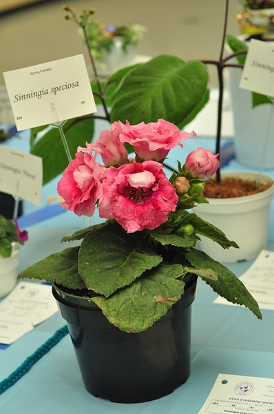 Sinningia speciosa