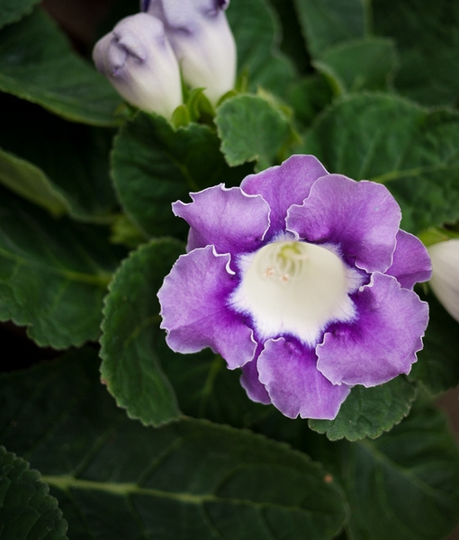  Sinningia speciosa