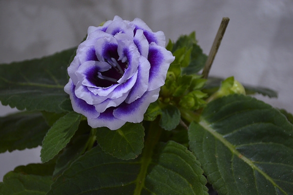  Sinningia speciosa