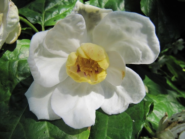 Single flower with broad outer tepals & smaller inner tepals.