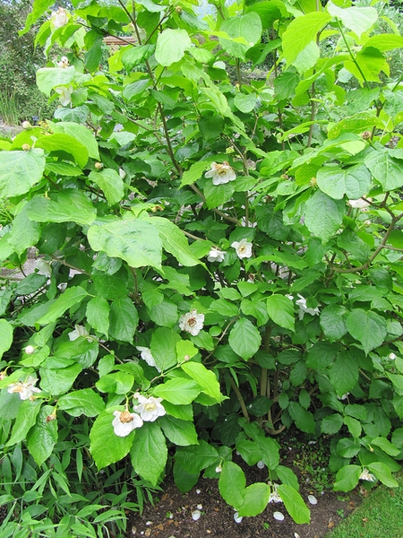 Shrub with coarse foliage & large white flowers.