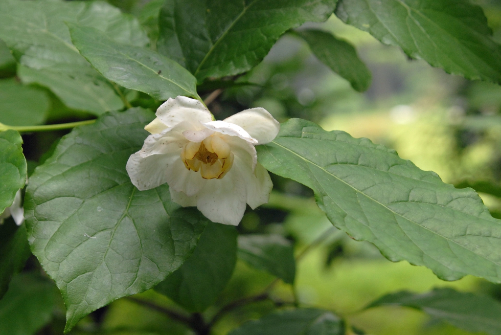 Single flower with broad outer tepals & smaller inner tepals.