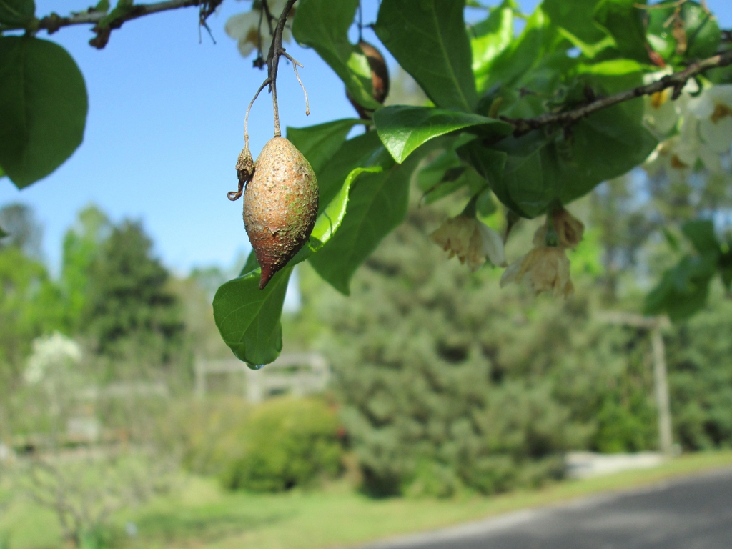 Woody drupe - Spring