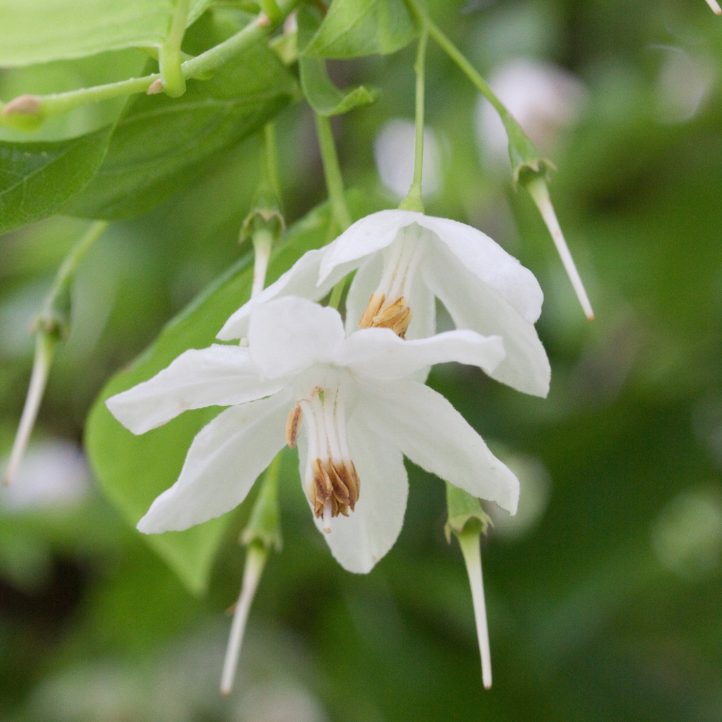 Flower close up