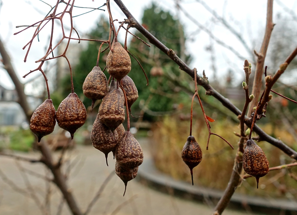 Fruits - Fall