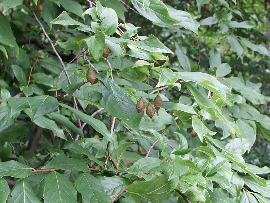 Fruits