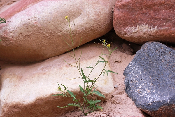 Sisymbrium irio