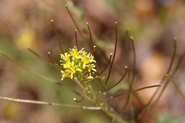 Sisymbrium irio
