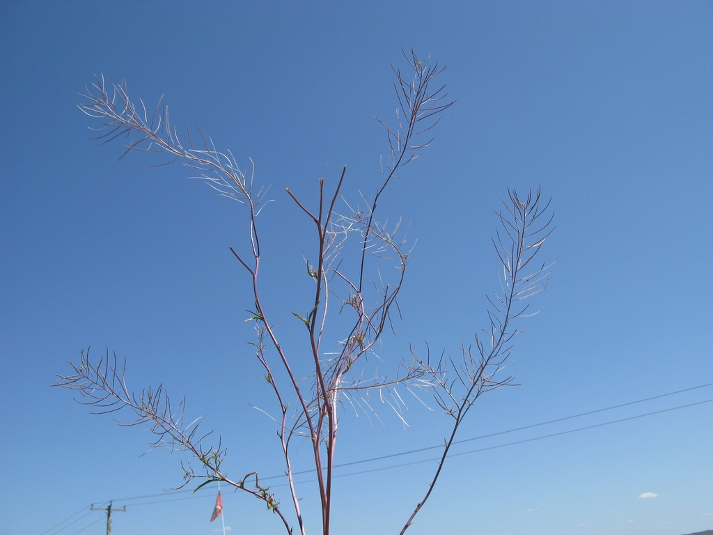 Sisymbrium irio