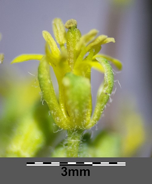 Sisymbrium irio