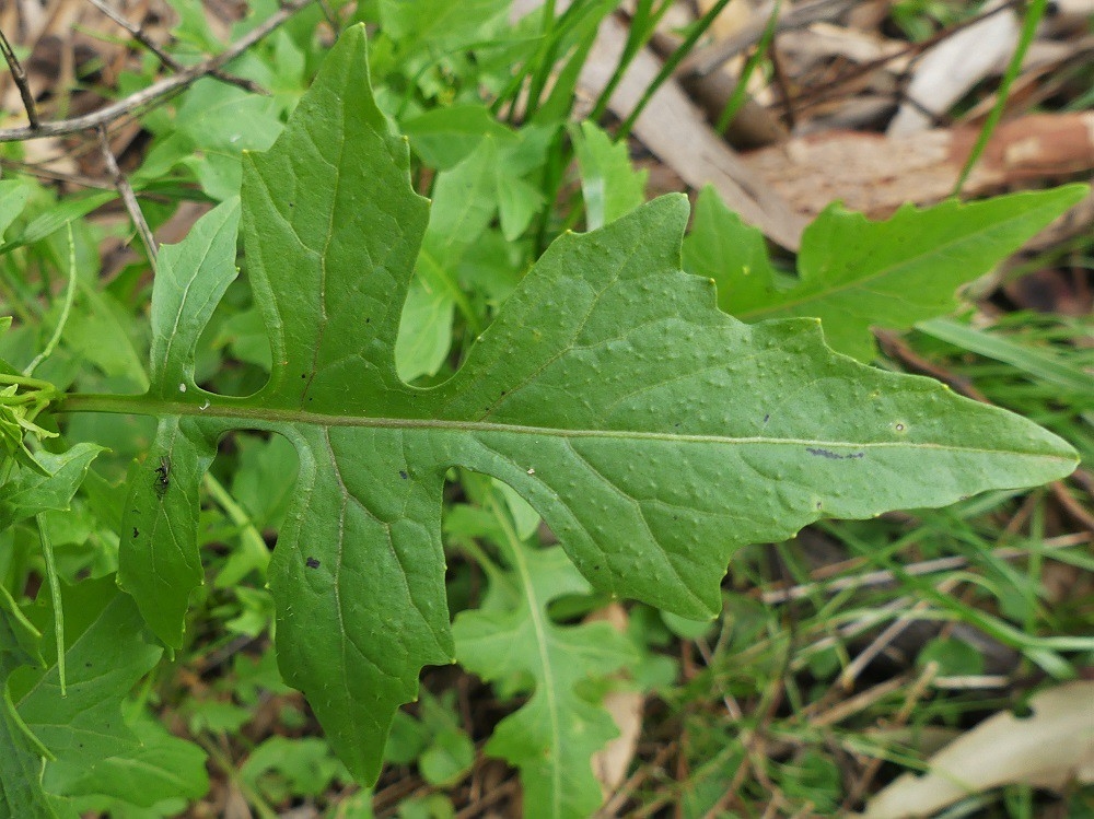 Sisymbrium irio