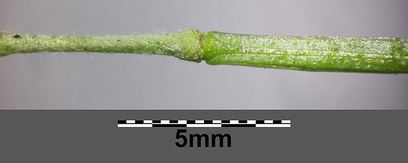 Sisymbrium irio