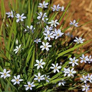 Sisyrinchium angustifolium