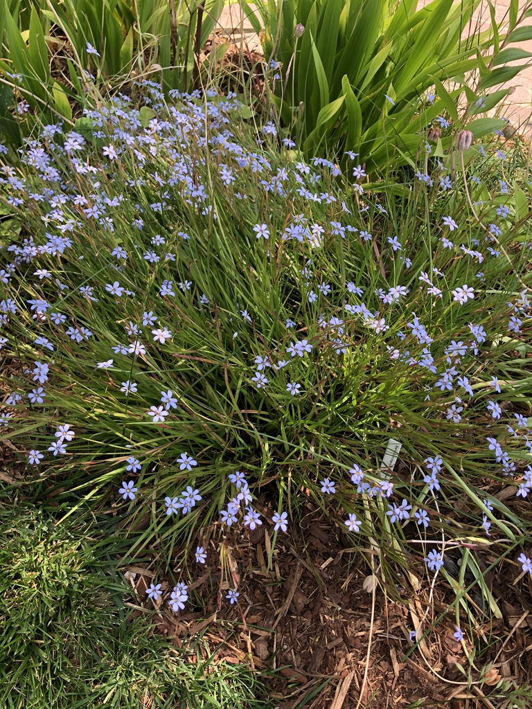 Sisyrinchium angustifolium
