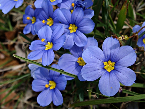 Sisyrinchium angustifolium