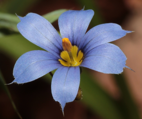 Sisyrinchium angustifolium