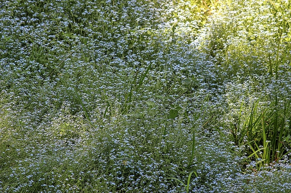 Sisyrinchium angustifolium