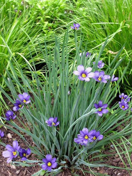 Sisyrinchium angustifolium