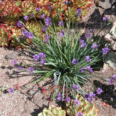 Sisyrinchium angustifolium