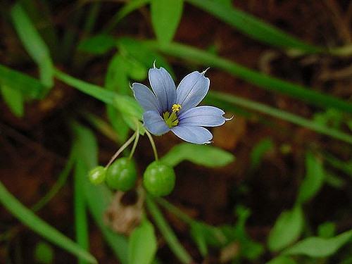 Sisyrinchium angustifolium