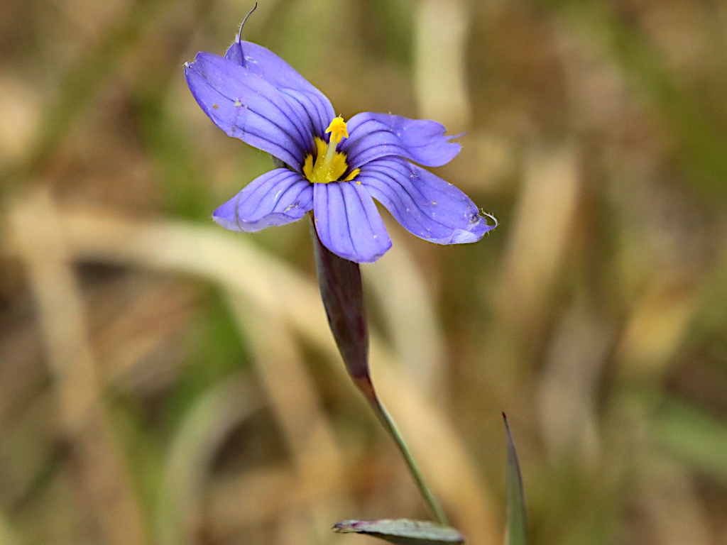 Sisyrinchium atlanticum