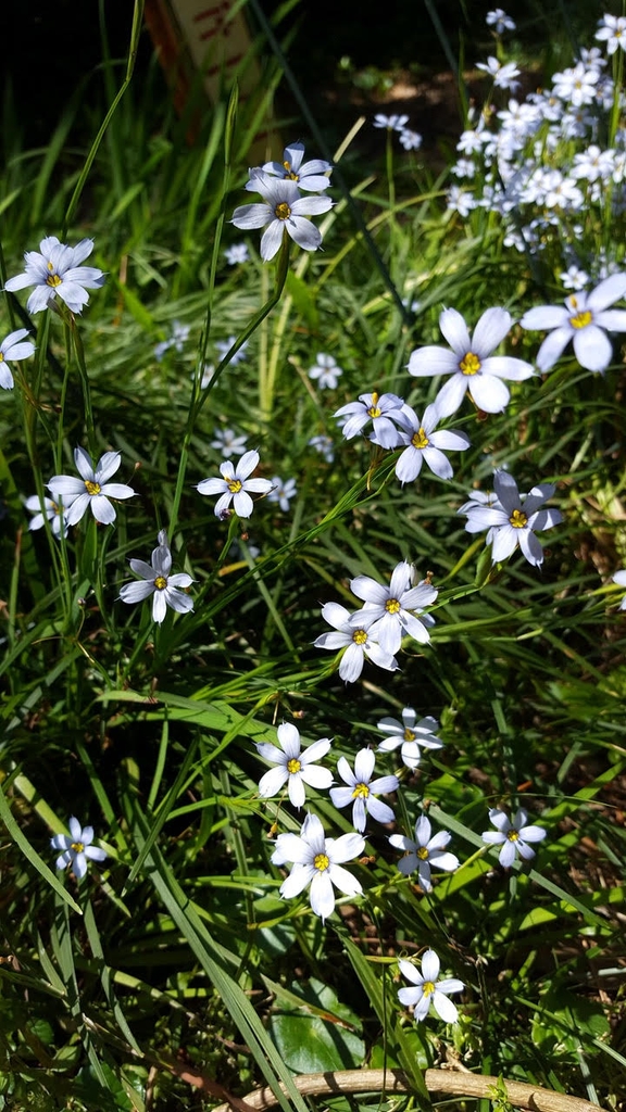 Sisyrinchium atlanticum