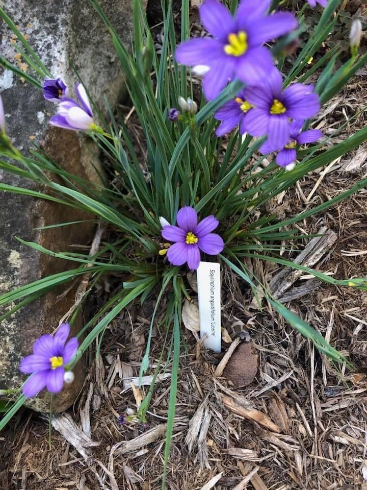 Sisyrinchium angustifolium