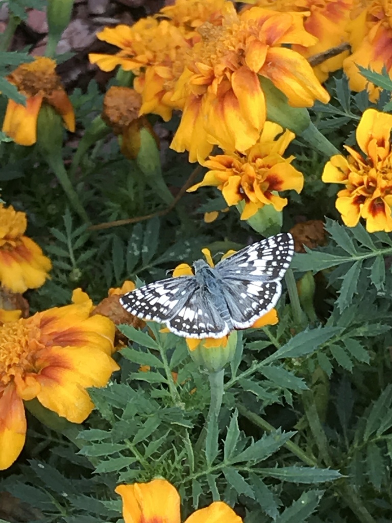 Checkered skipper on a flower