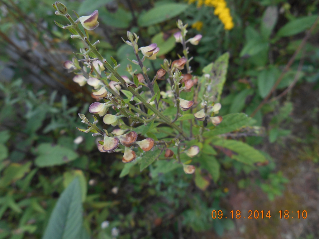 seed pods, McDowell County, NC