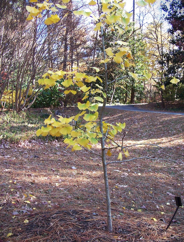 Form with golden yellow leaves in November in Durham, NC