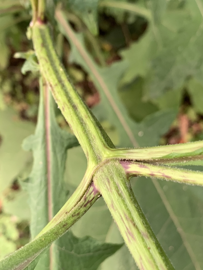 Stem and leaf juncture