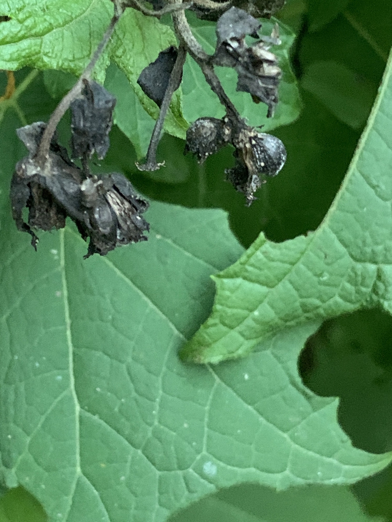Fruit