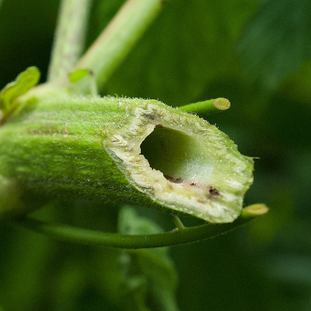 Hollow stem