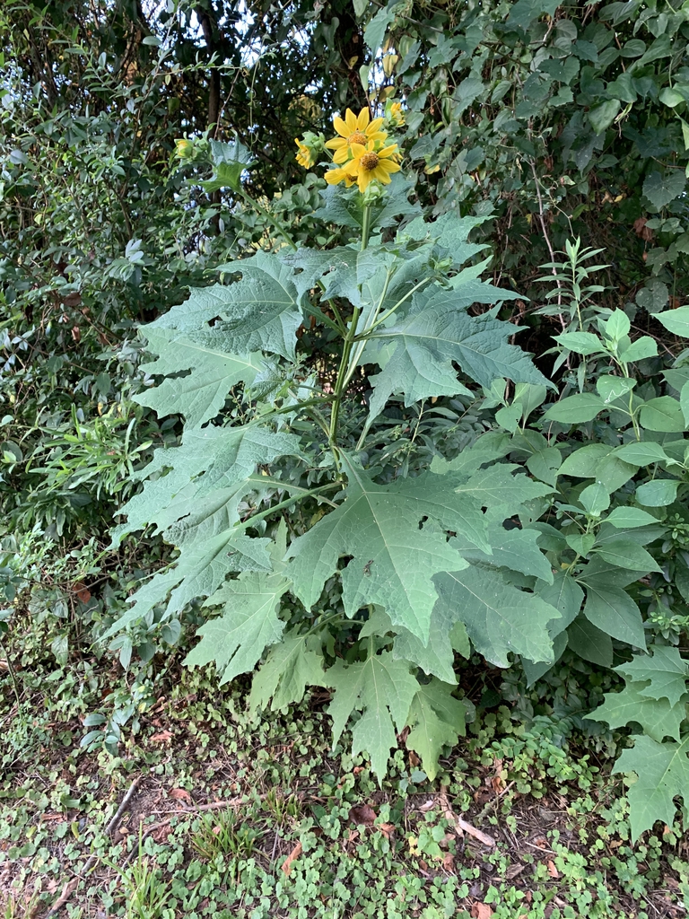 Form