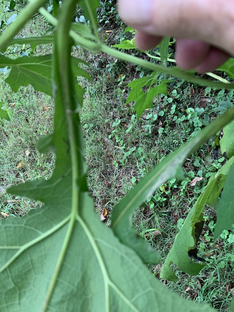 Leaf cupping the stem