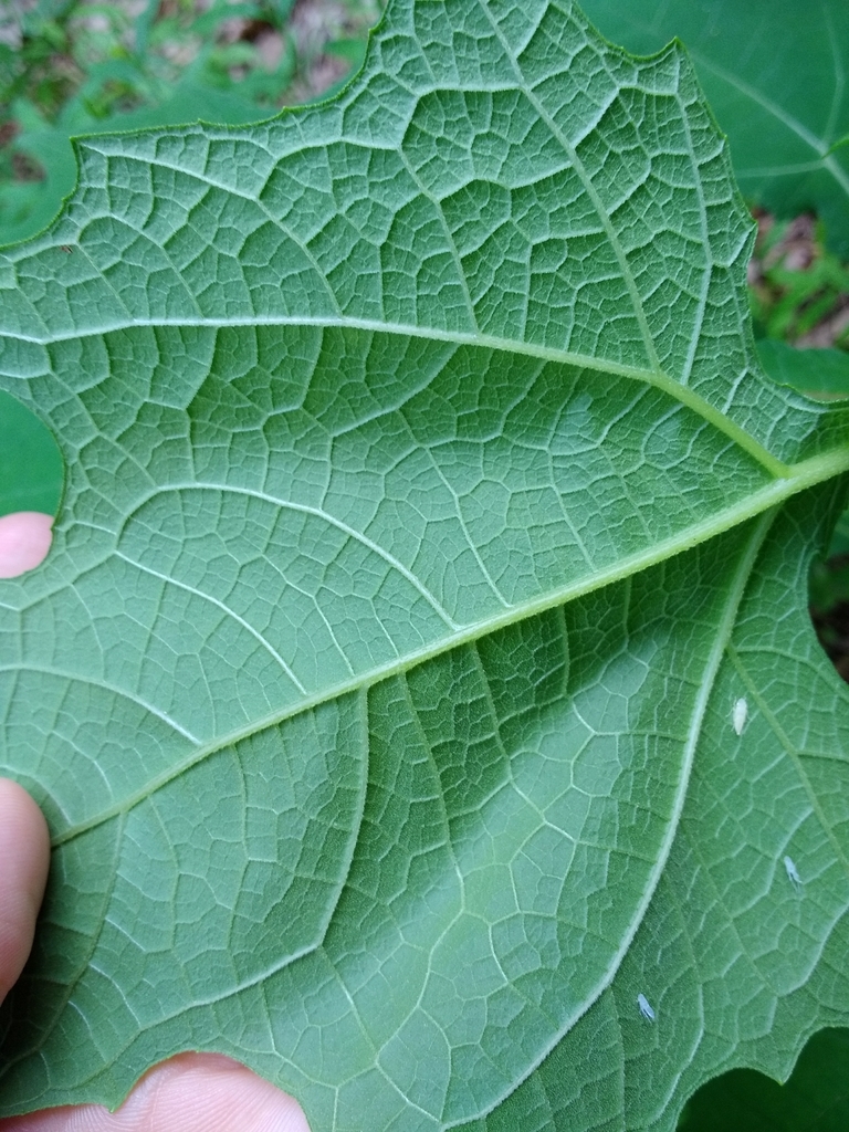 Underside of leaf