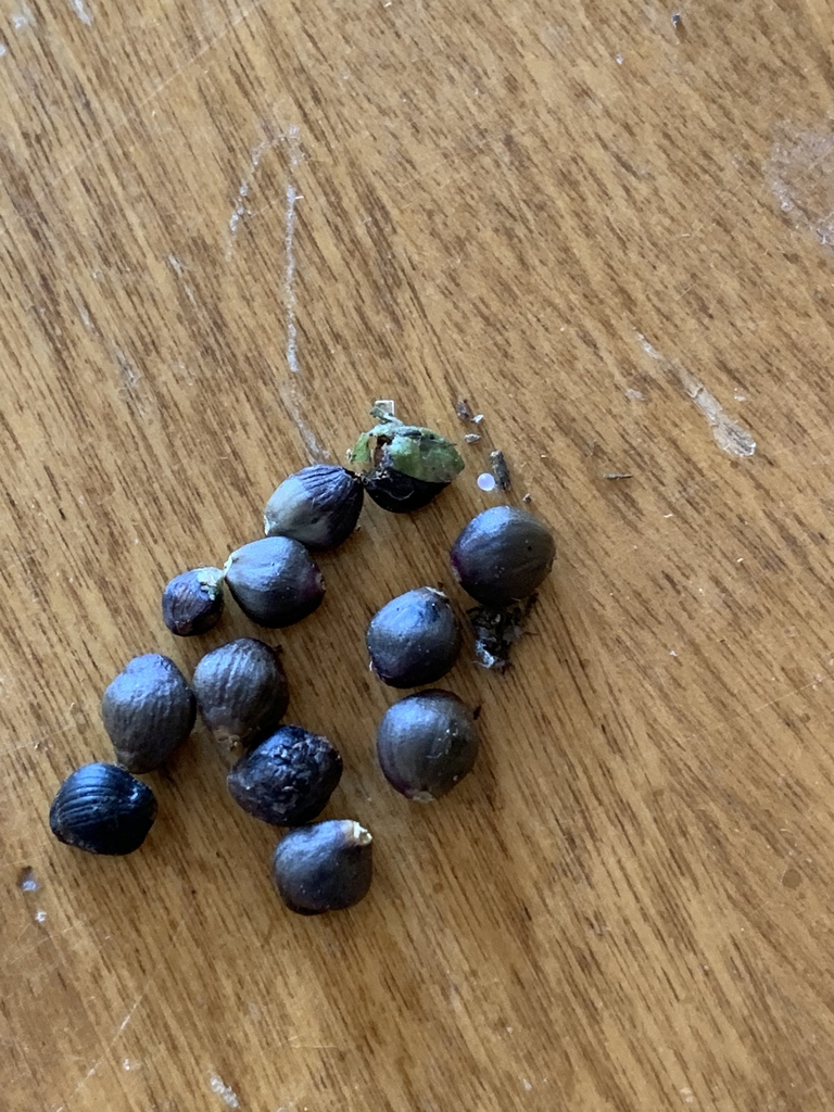 Seeds