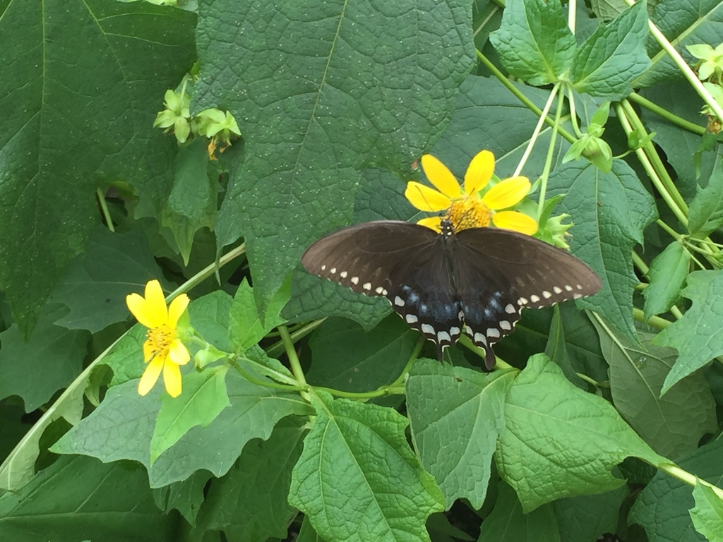 Butterfly on flowers