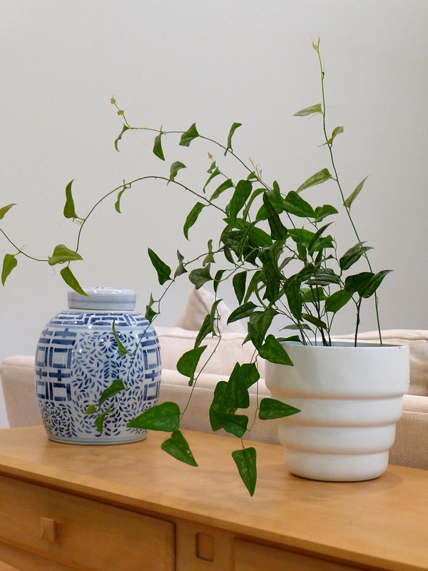Potted plant sitting on a table indoors.