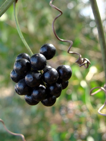 Smilax glauca