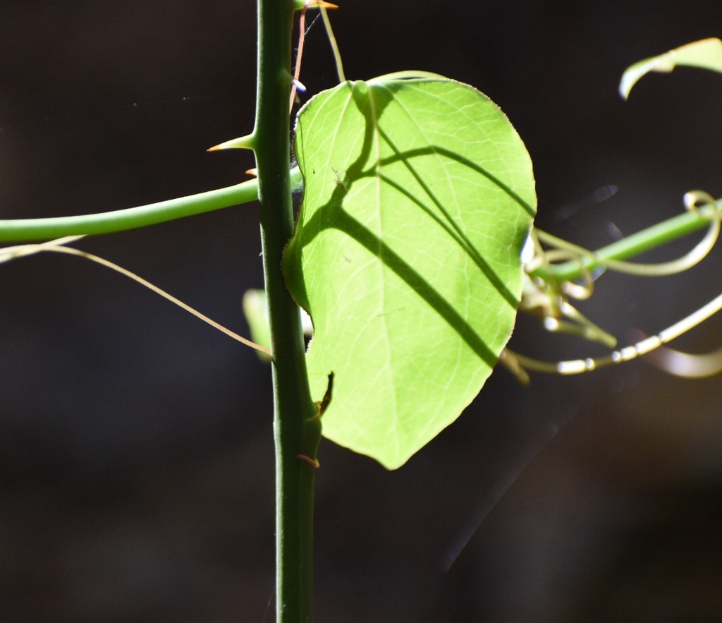Smilax rotundifolia