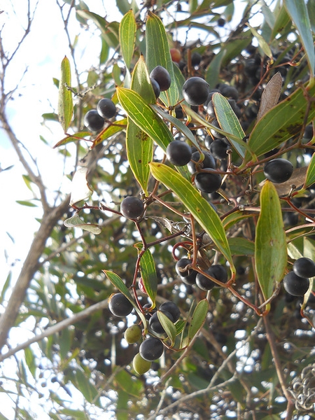 Leaves and fruits