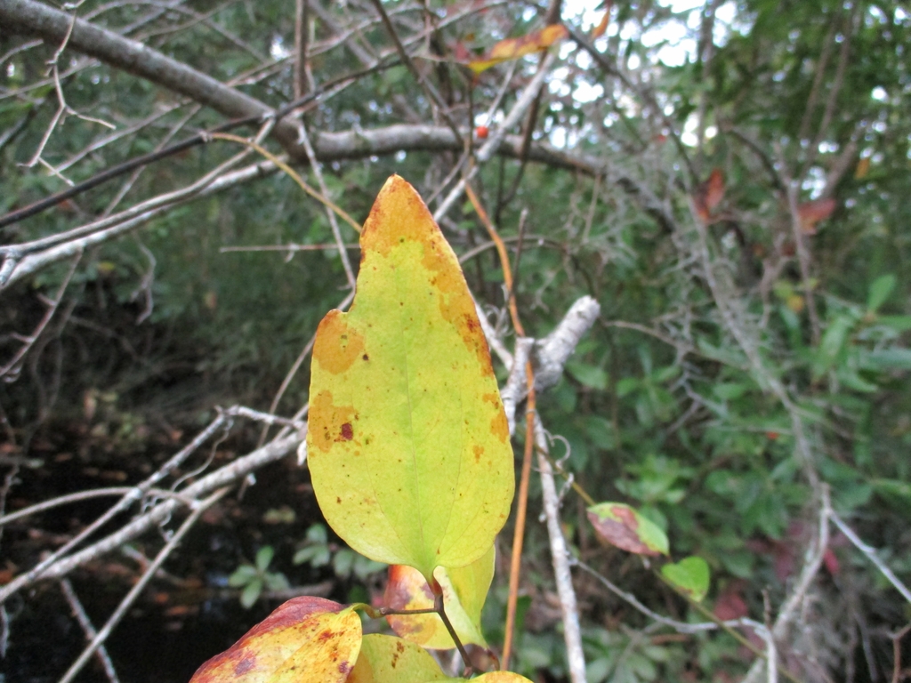 Fall leaf color - Craven Co., NC