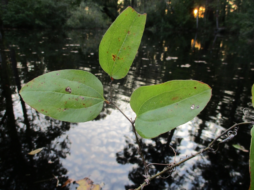 Simple, alternate leaves. Wet site. - Fall - Craven Co., NC