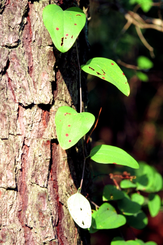 Smilax glauca