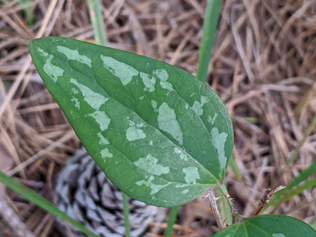 Smilax glauca