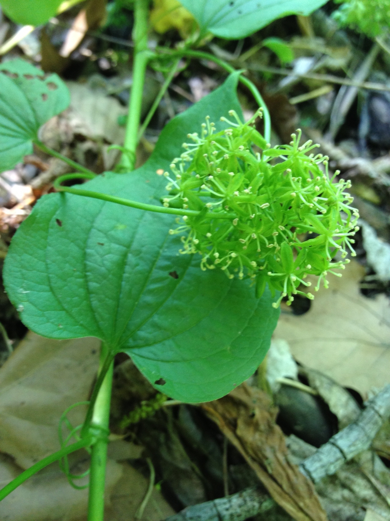 Smilax herbacea
